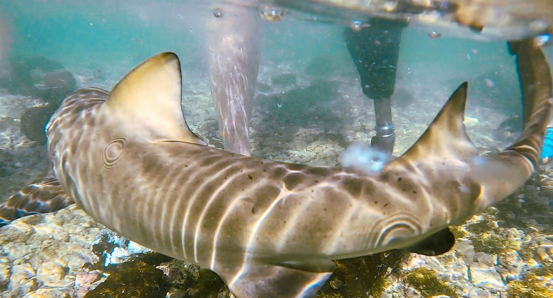 Lemon Sharks, Sal Cape Verde Annabel Kiki